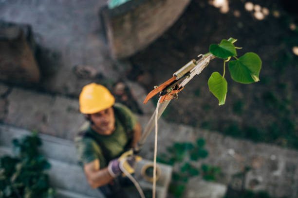 Best Tree Risk Assessment  in Four Square Mile, CO